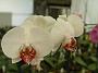 Tinonee-orchids-2 037
